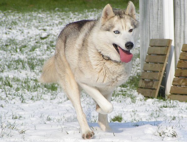 Photo de Husky siberien