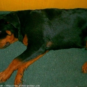 Photo de Rottweiler