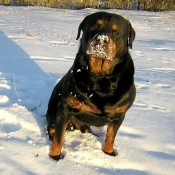 Photo de Rottweiler