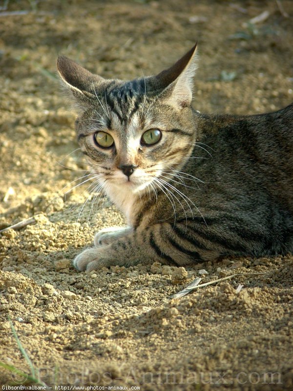 Photo de Chat domestique