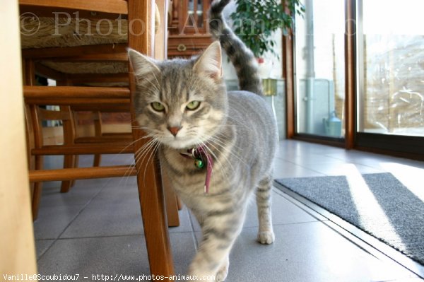 Photo de Chat domestique