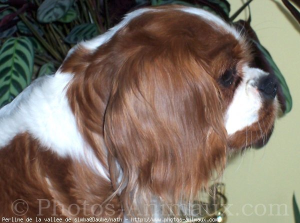 Photo de Cavalier king charles spaniel