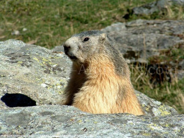 Photo de Marmotte