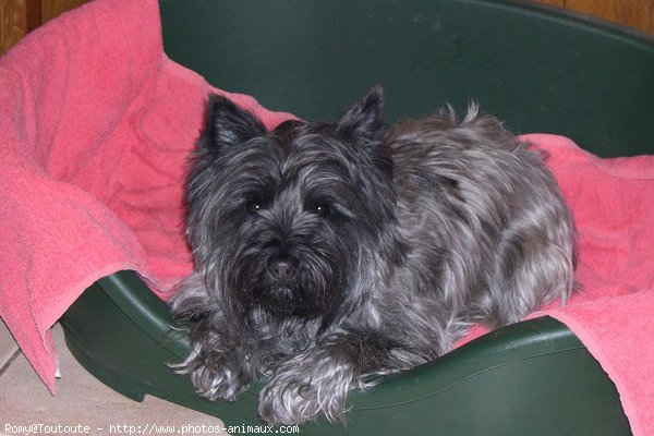 Photo de Cairn terrier