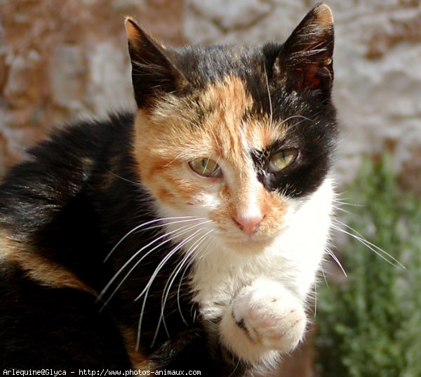 Photo de Chat domestique