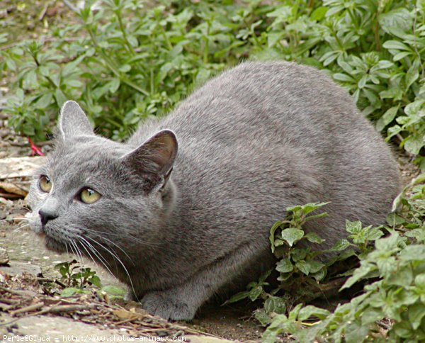 Photo de Chat domestique