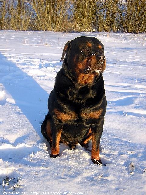 Photo de Rottweiler