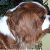 Photo de Cavalier king charles spaniel