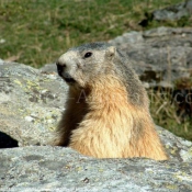 Photo de Marmotte