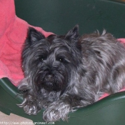 Photo de Cairn terrier