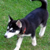 Photo de Husky siberien