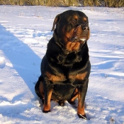 Photo de Rottweiler