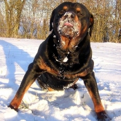 Photo de Rottweiler