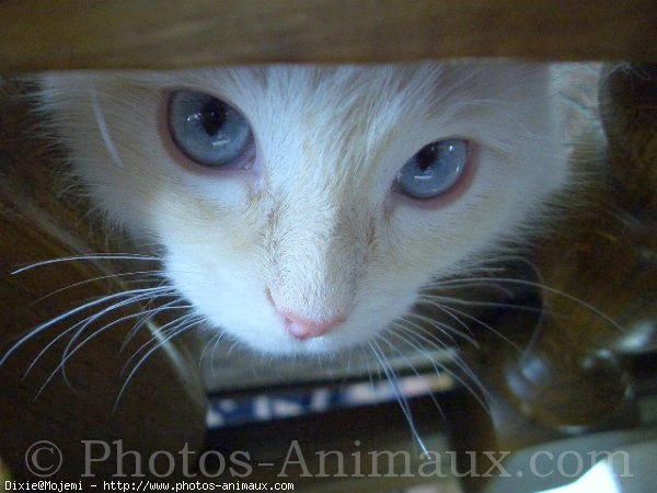 Photo de Ragdoll