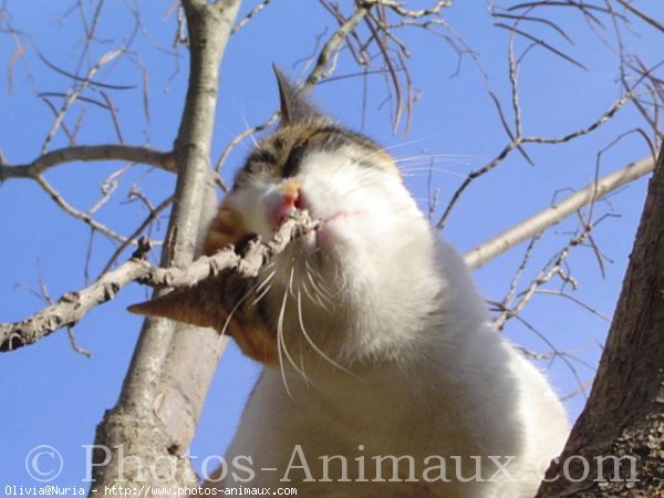 Photo de Chat domestique