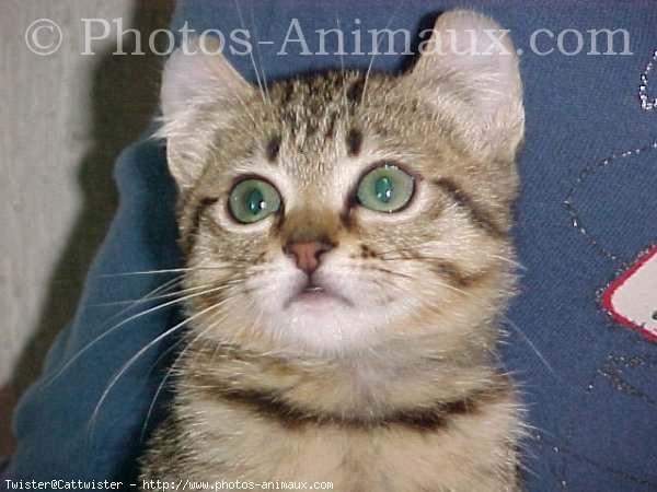 Photo d'American curl poil long