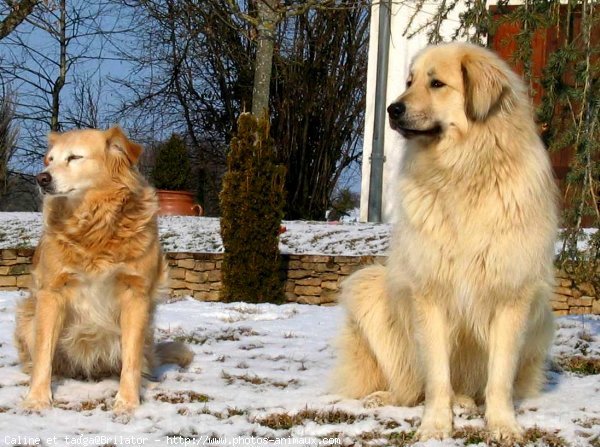 Photo de Races diffrentes