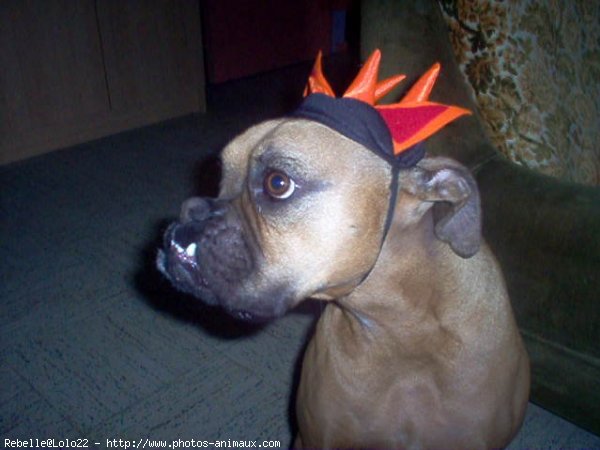 Photo de Boxer