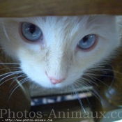 Photo de Ragdoll