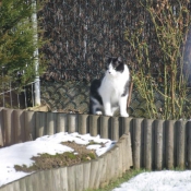 Photo de Chat domestique