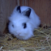 Photo de Lapin