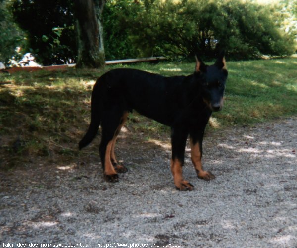 Photo de Berger de beauce