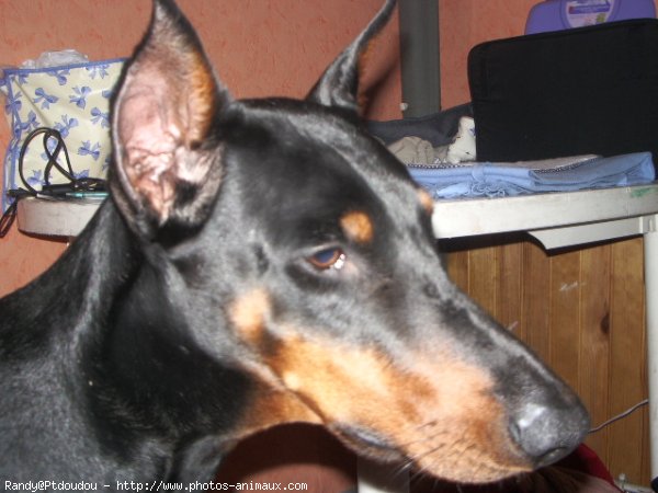 Photo de Dobermann