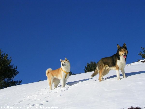 Photo d'Akita inu