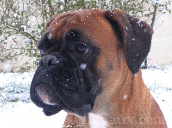 Photo de Boxer