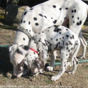 Photo de Dalmatien