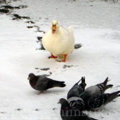 Photo de Canard