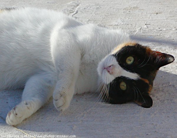 Photo de Chat domestique