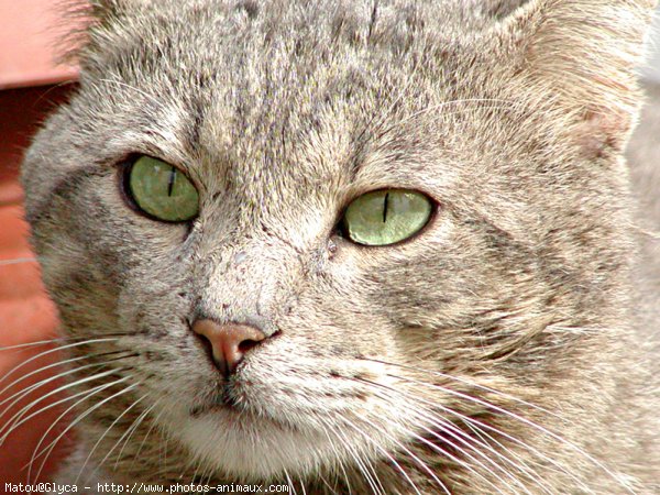 Photo de Chat domestique