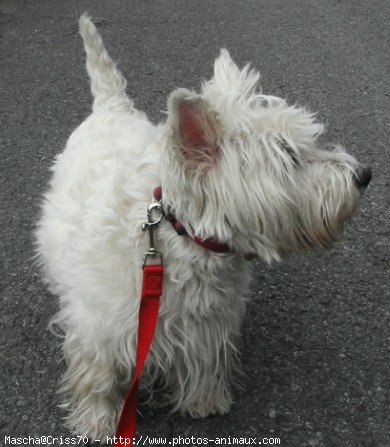 Photo de West highland white terrier