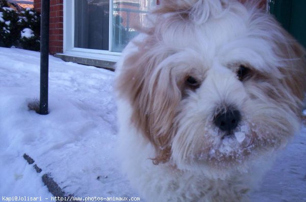 Photo de Lhassa apso