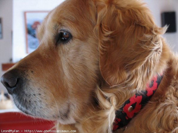 Photo de Golden retriever