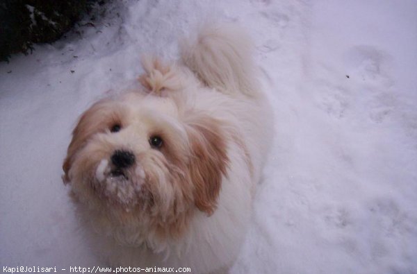 Photo de Lhassa apso