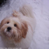 Photo de Lhassa apso