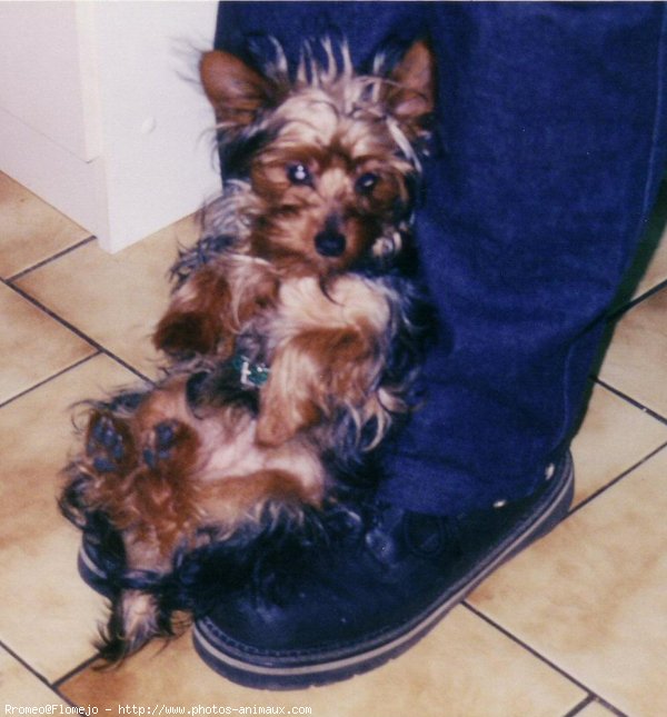 Photo de Yorkshire terrier