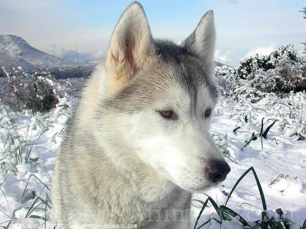 Photo de Husky siberien