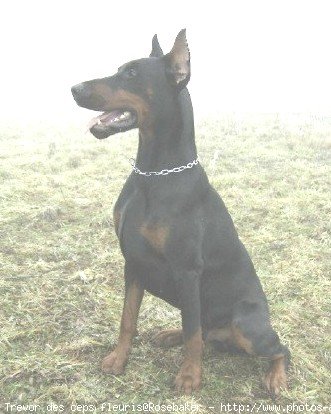 Photo de Dobermann