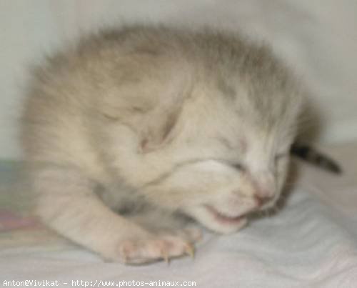 Photo de British shorthair