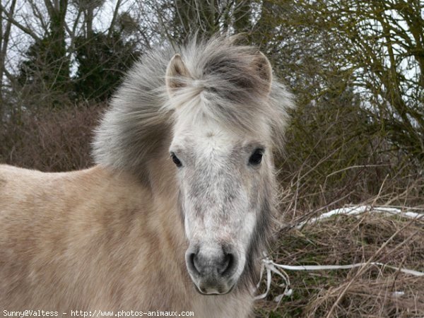 Photo de Shetland