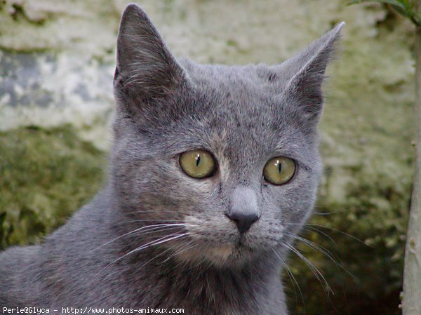 Photo de Chat domestique