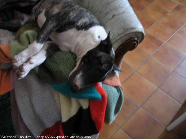 Photo de Bull terrier