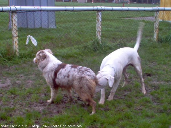 Photo de Dogue argentin