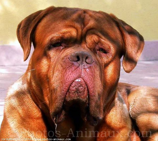 Photo de Dogue de bordeaux