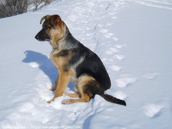 Photo de Berger allemand  poil court