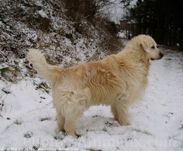 Photo de Golden retriever