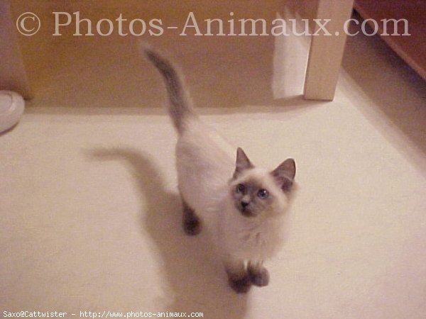 Photo de Ragdoll